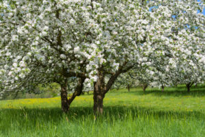 Blooming apple trees in the meadow in spring, Werbach, Taubertal, Tauberfranken, Main-Tauber-district, Baden-Württemberg, Germany Blooming apple trees in the meadow in spring, Werbach, Taubertal, Tauberfranken, Main-Tauber-district, Baden-Württemberg, Germany